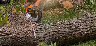 Best Emergency Tree Removal  in San Pasqual, CA