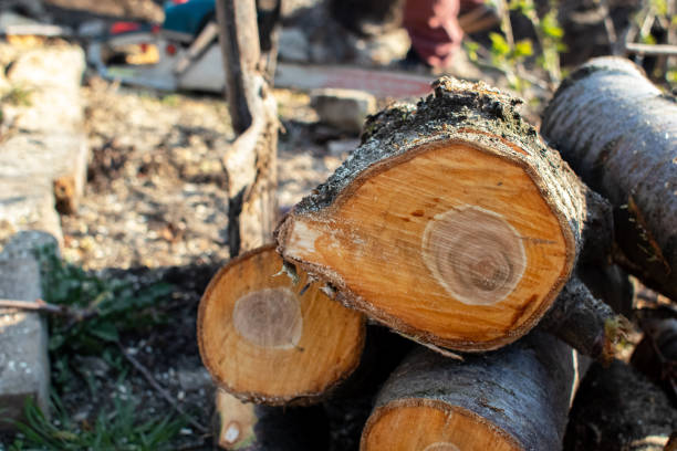 Best Tree Disease Treatment  in San Pasqual, CA